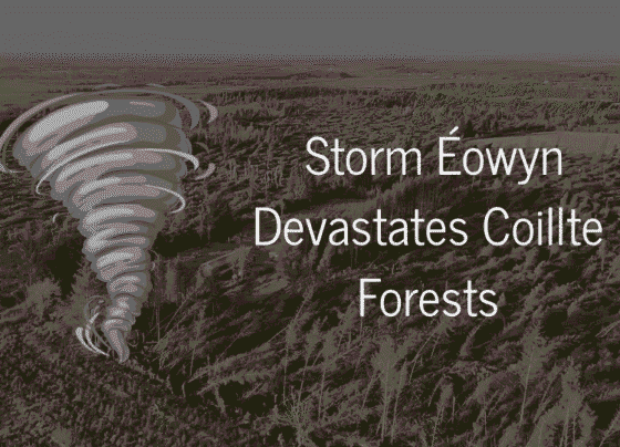 Storm Éowyn Devastates Coillte Forests