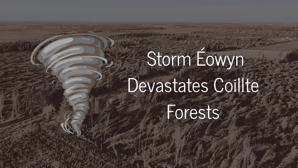 Storm Éowyn Devastates Coillte Forests: €60 Million in Damages Raise Alarm Over Climate Resilience in Ireland